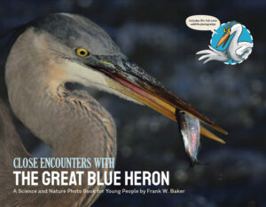 Close Encounters with the Great Blue Heron